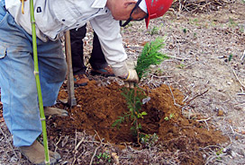 専門の植栽人が、苗木の植え方を指導している写真